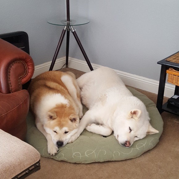 Hello! 🦊🐶 - Picture 7 of 7